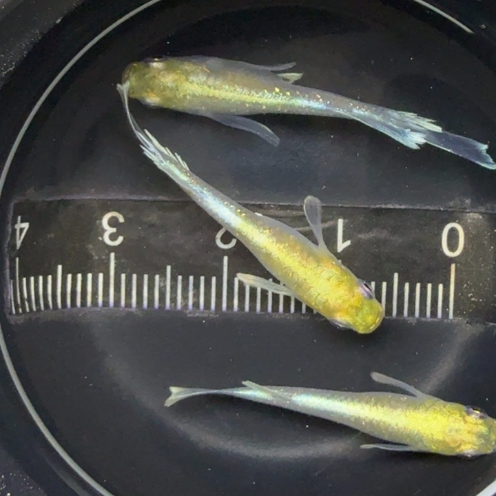 青鳉鱼真长鳍1条，帝姬8号