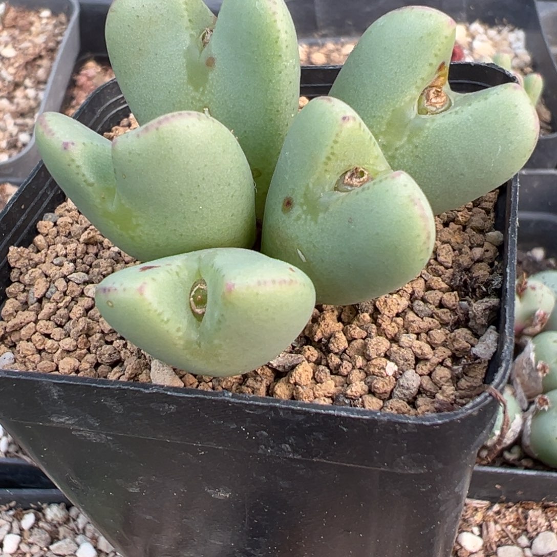 31-27肉锥多肉植物，