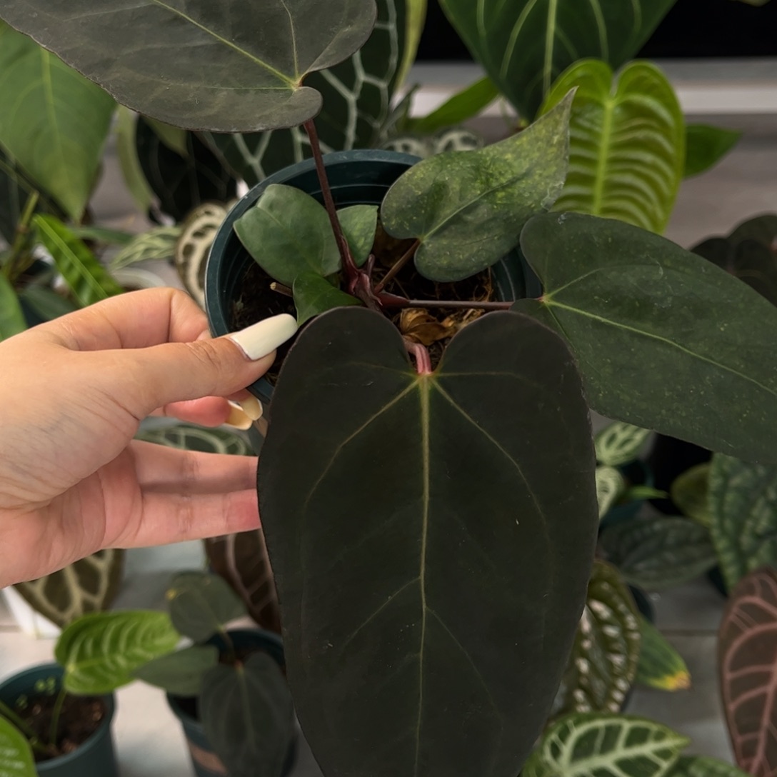 不开花植物黑桃杂323