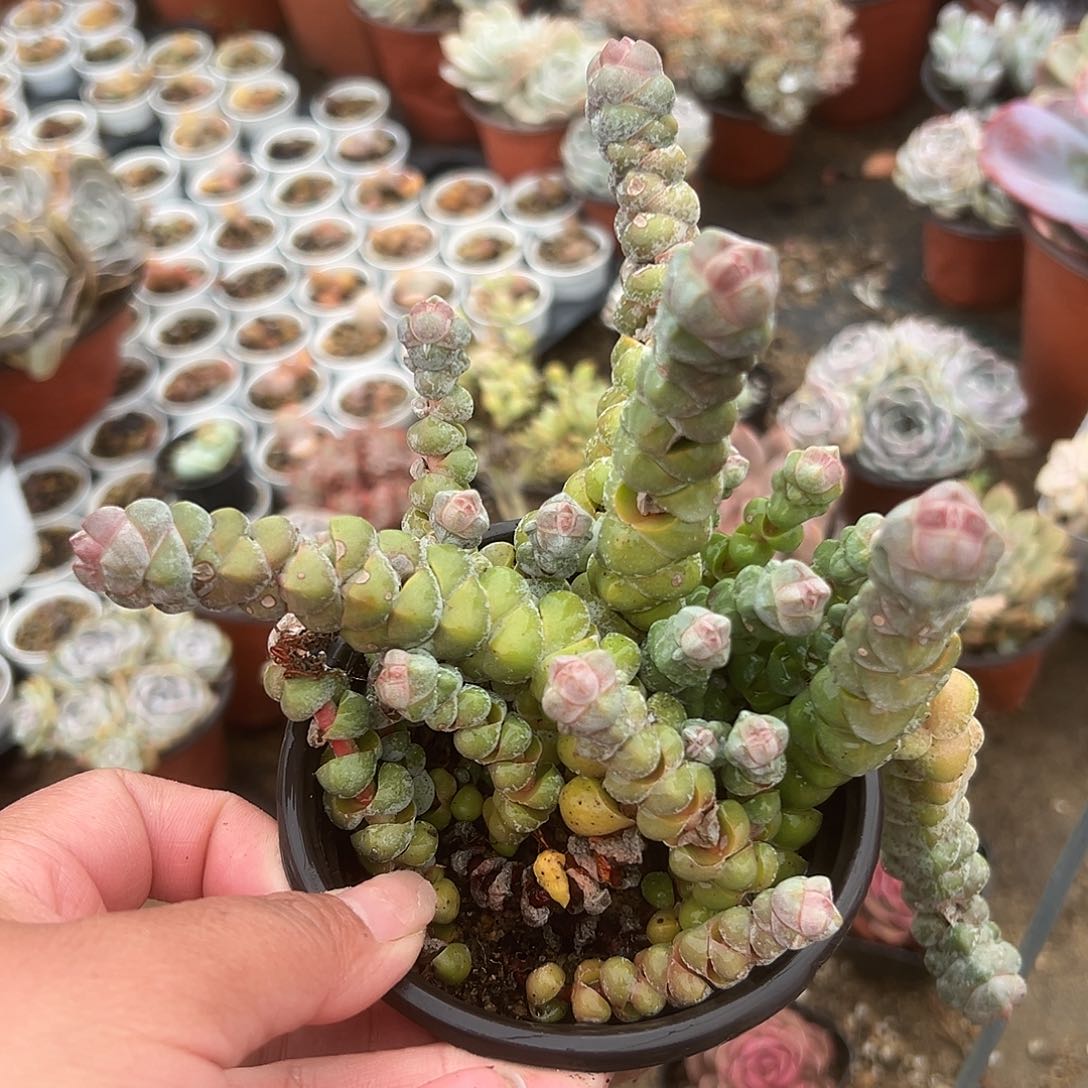 多肉植物白志儿群