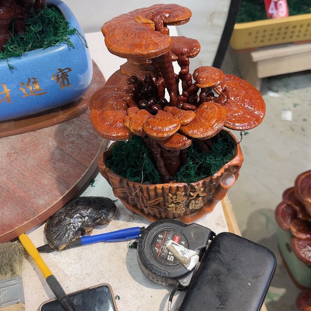 无花朵灵芝8888888888888888888