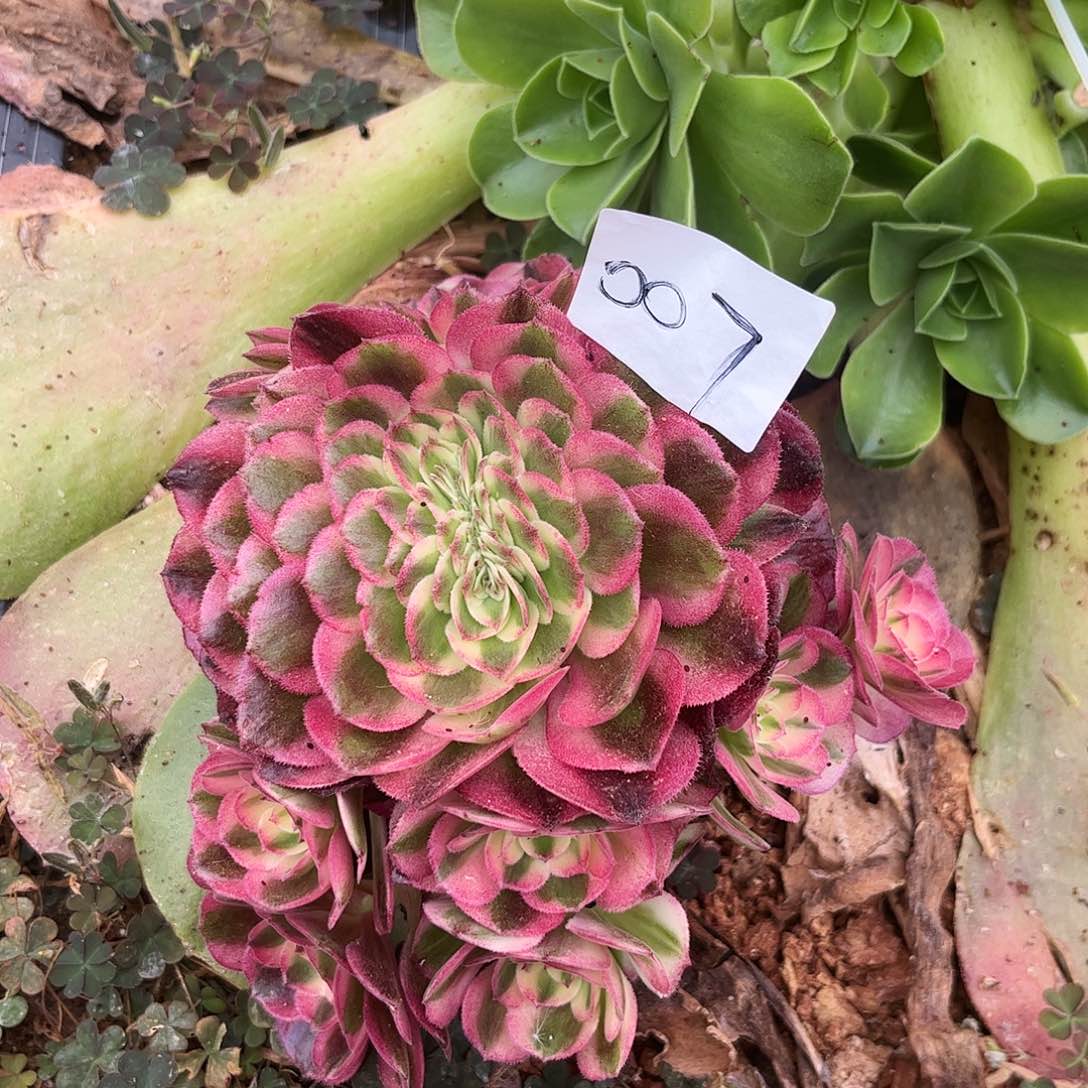 007倾城缀多肉植物无根