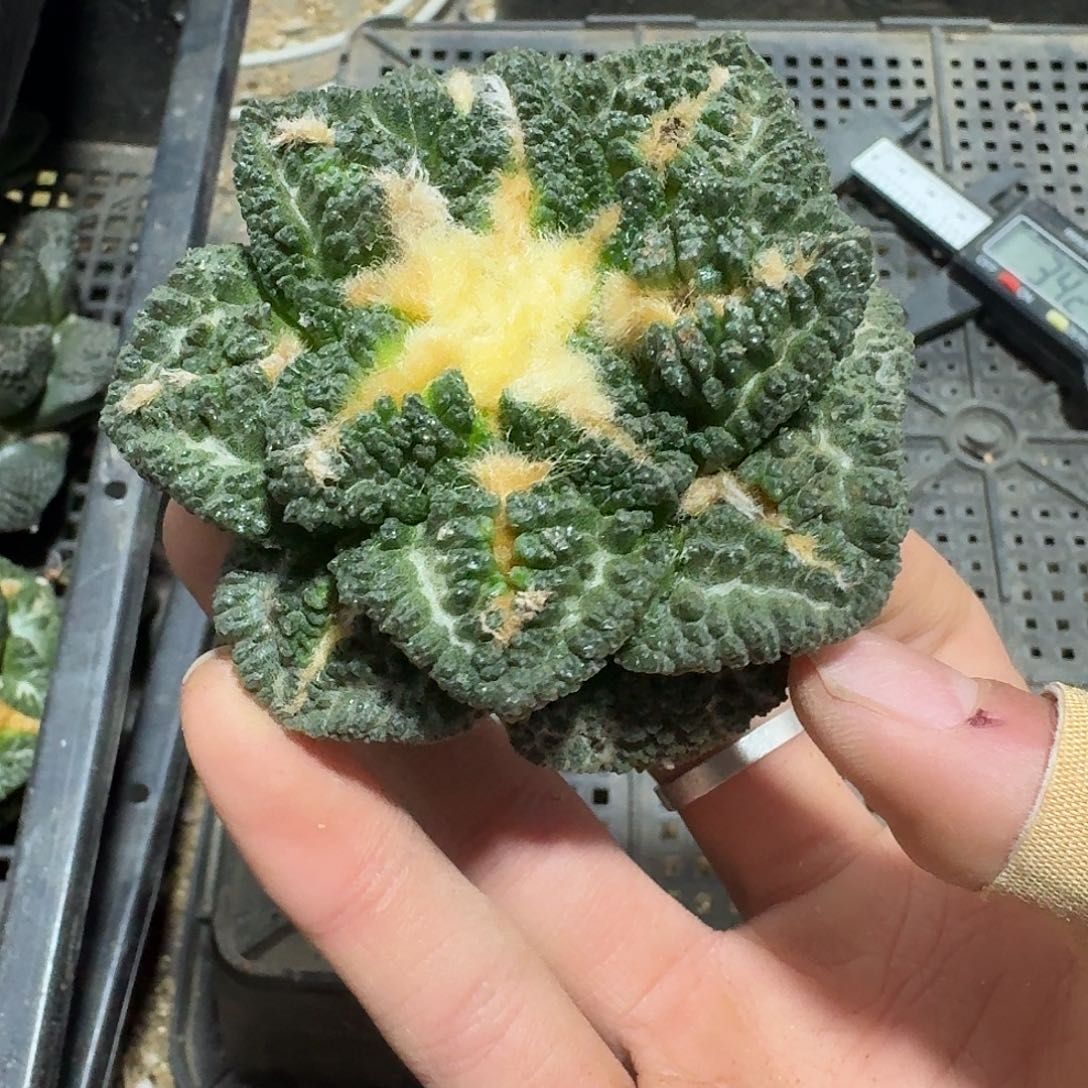 505号仙人球无根的