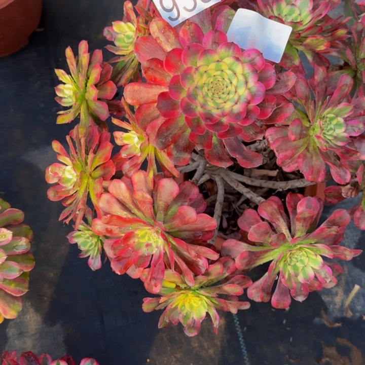 00000000000939维纳斯多肉植物