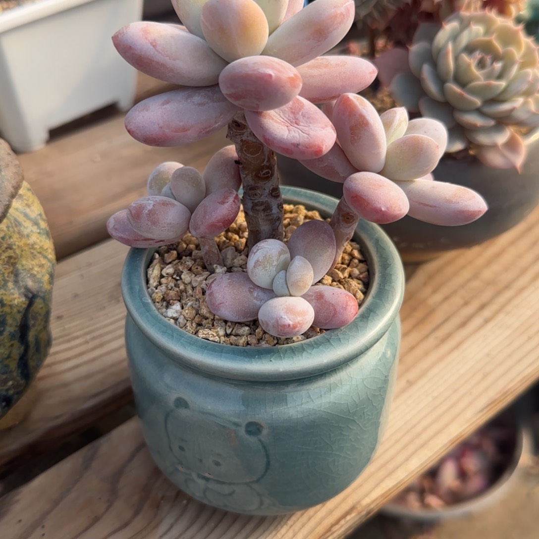 北遇福利68包邮自行凑单