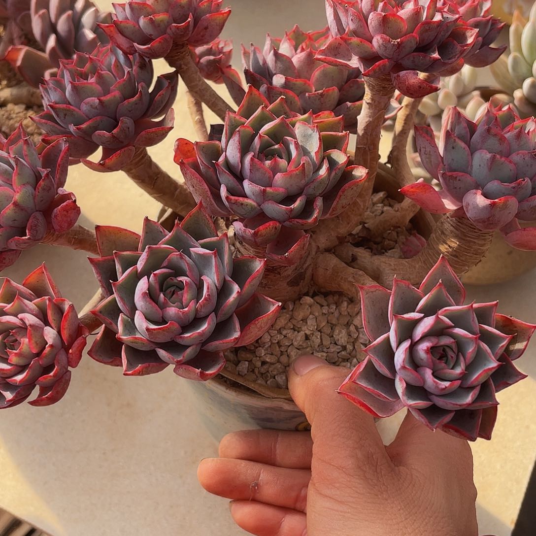 丸叶赫拉的人多肉多肉