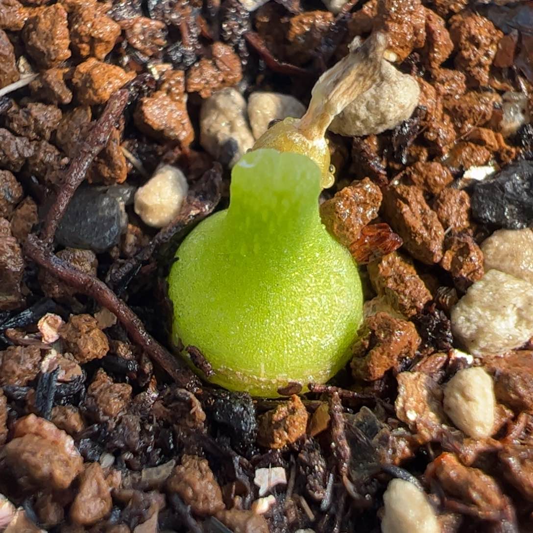 882多肉植物百科