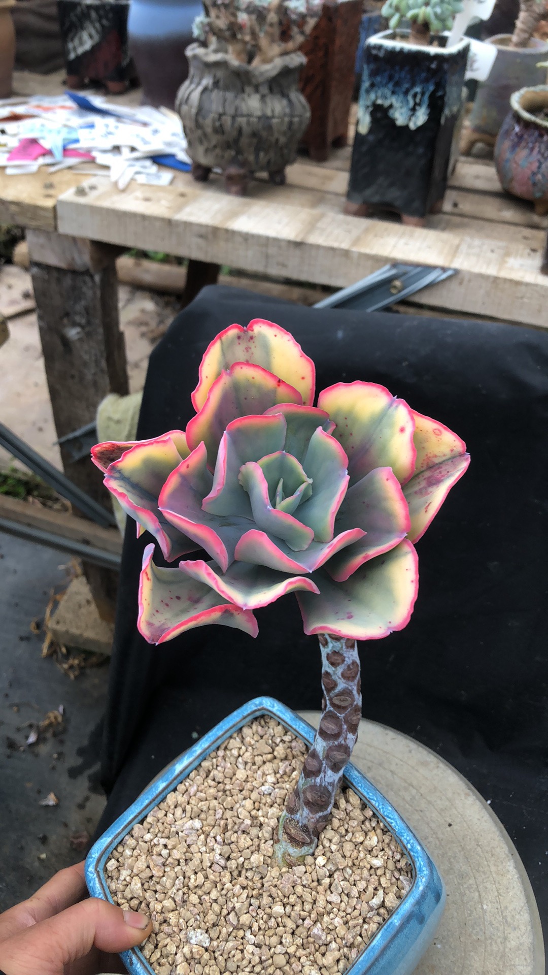 蓝玫瑰锦造型老桩 多肉