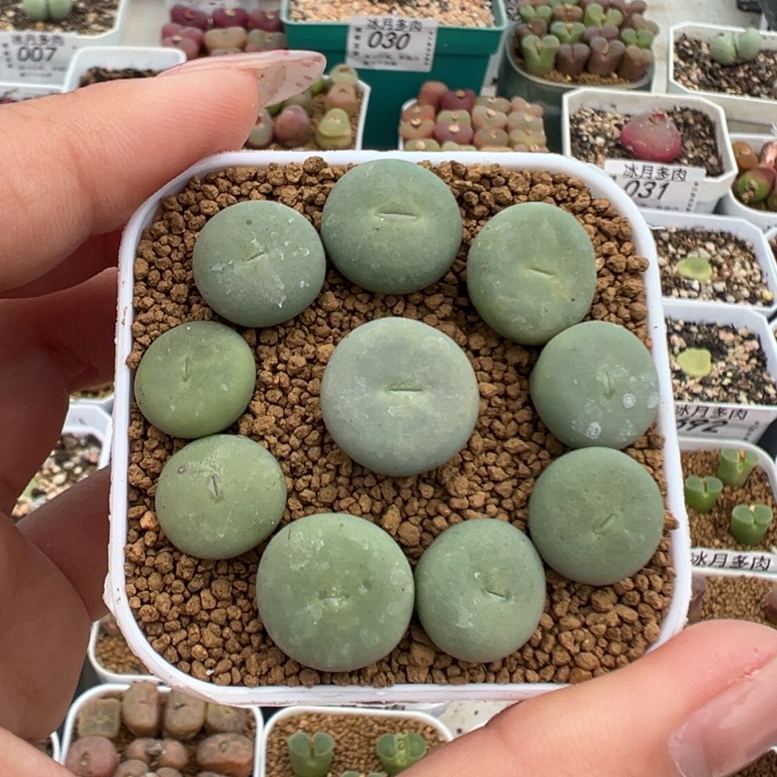 021大型红嘴裸根发货