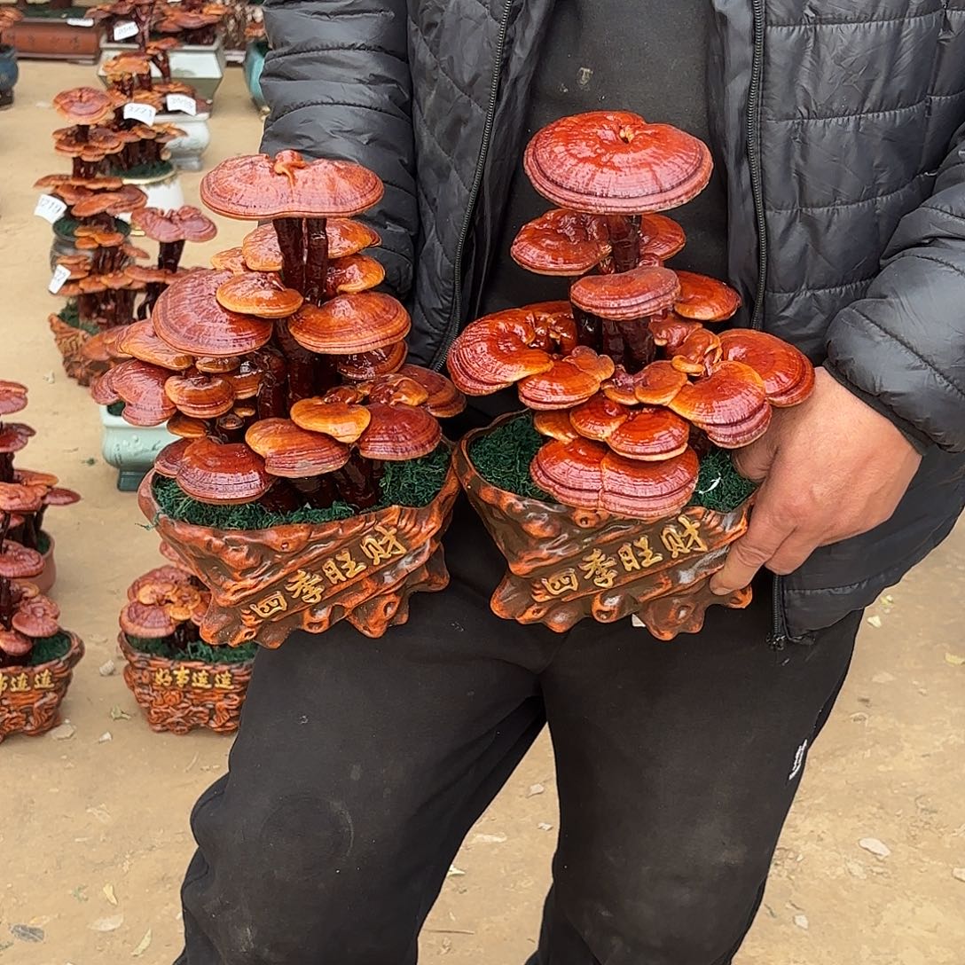 无花朵灵芝是我国著名植物