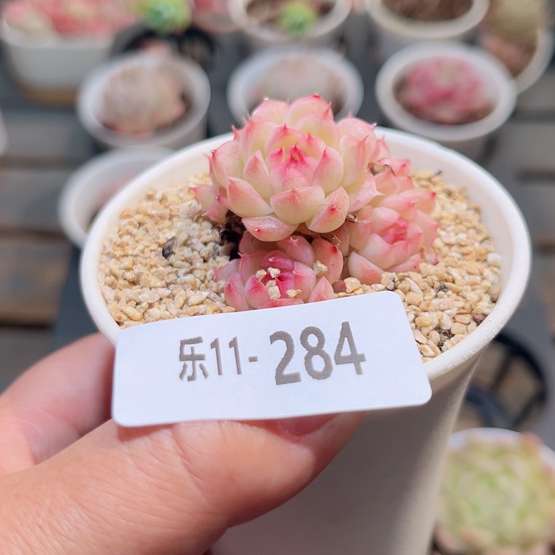 乐11-284 海王群