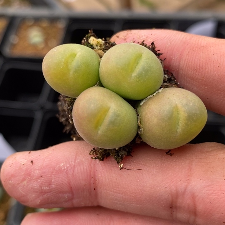 1935毛翠滴一群一群