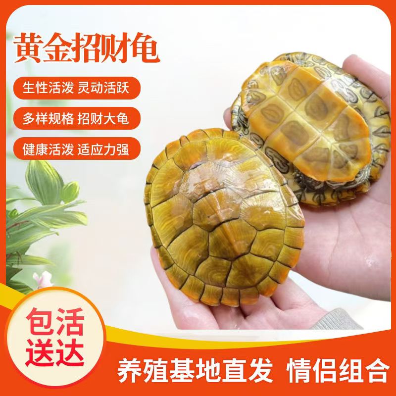 黄金招财巴西龟情侣龟小乌龟活体观赏龟红耳龟