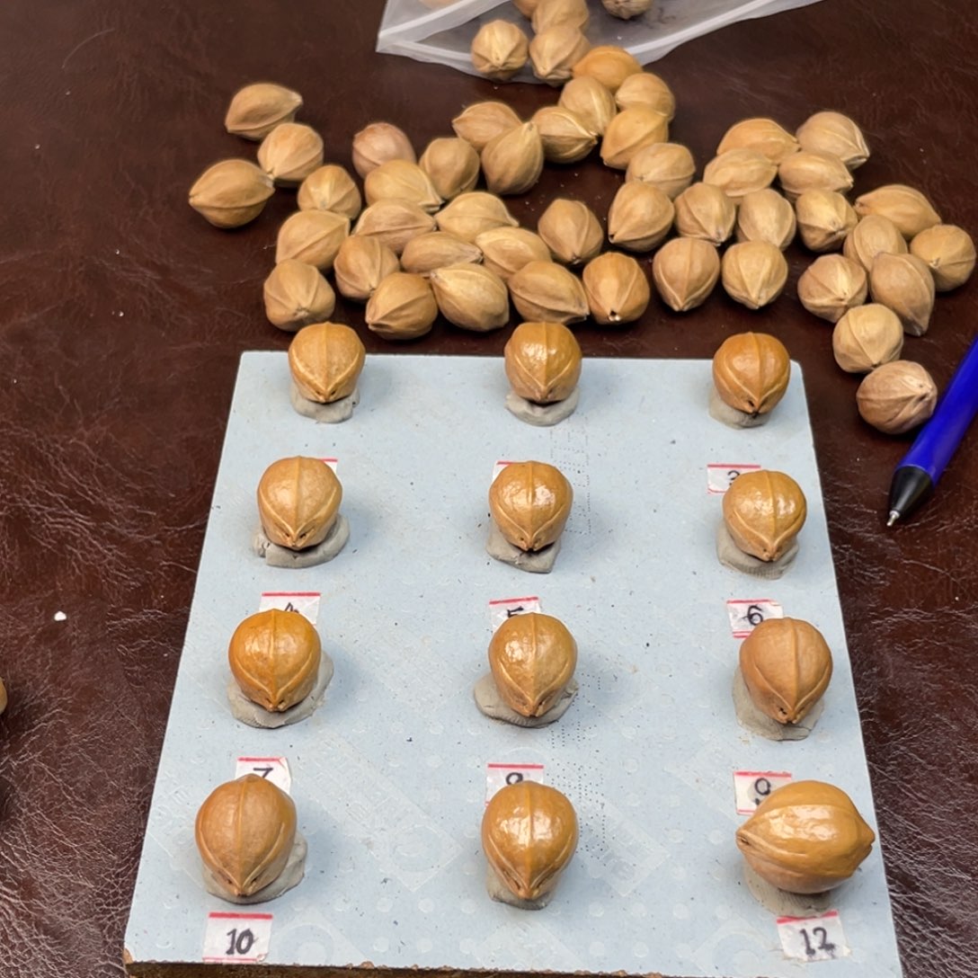 手串/手链橄榄核2**618.23梅林铁核加三通