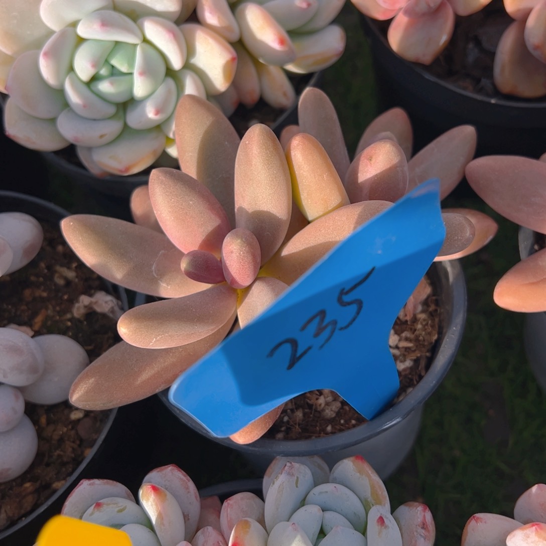 福利来了来了来了来