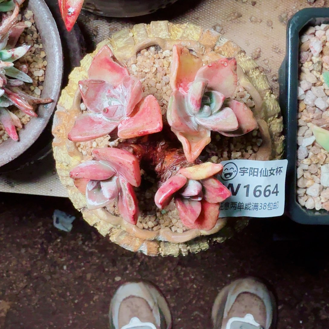 1664泡芙苹果叶多肉