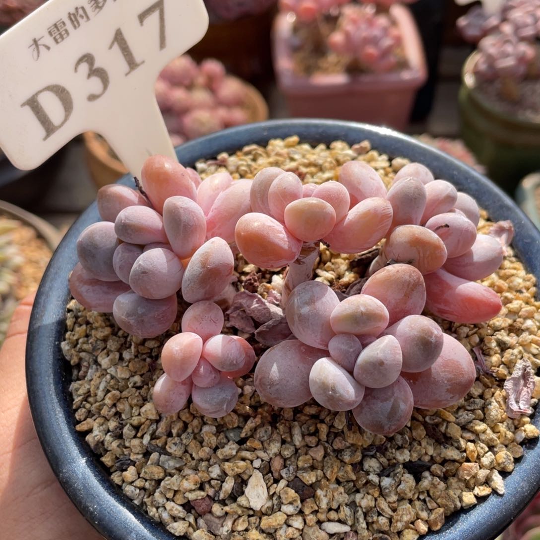 317香玉不带盆9厘米