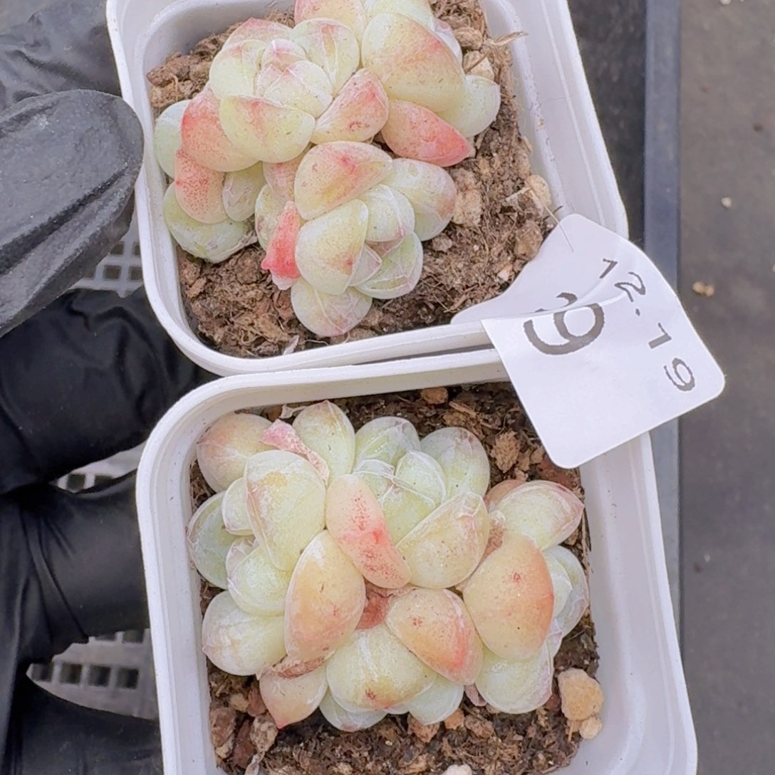 冰玉2颗群生脱土发货