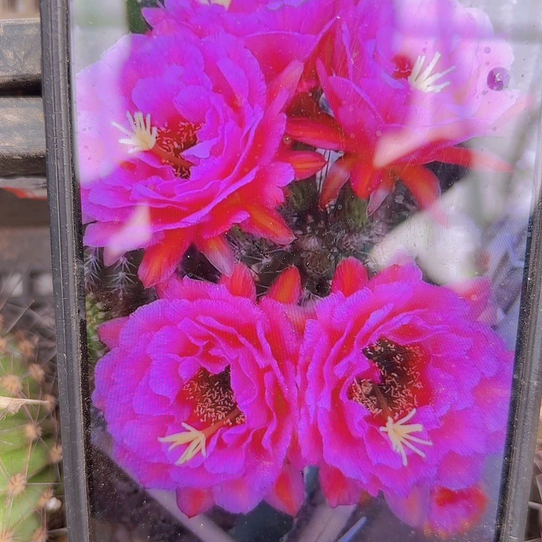 音符毛侧牙20包邮仙人球27