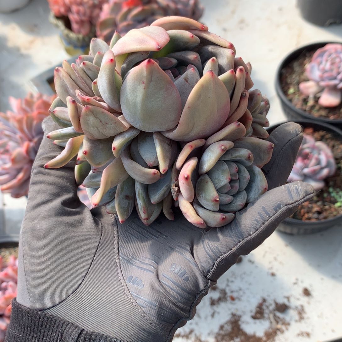 三*哈哈哈哈哈哈哈哈哈