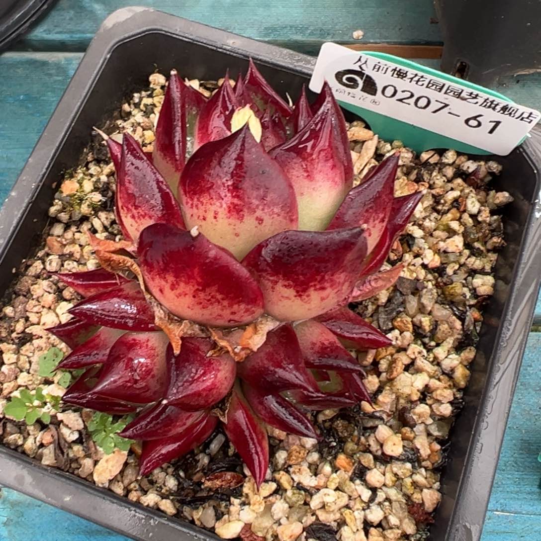 多肉一物一拍0207-61