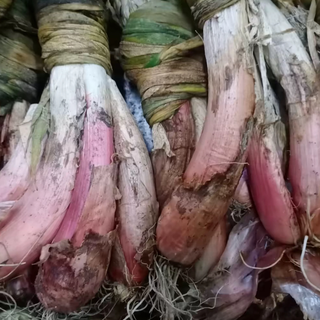 东北农家红皮小火葱