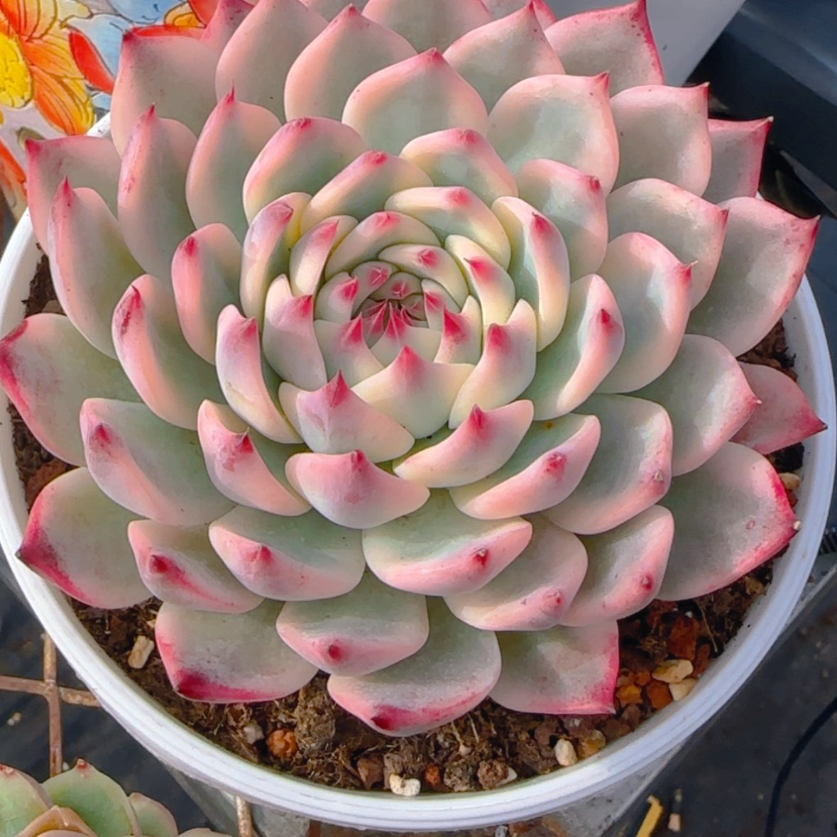 【闪购商品】吉娃娃锦99