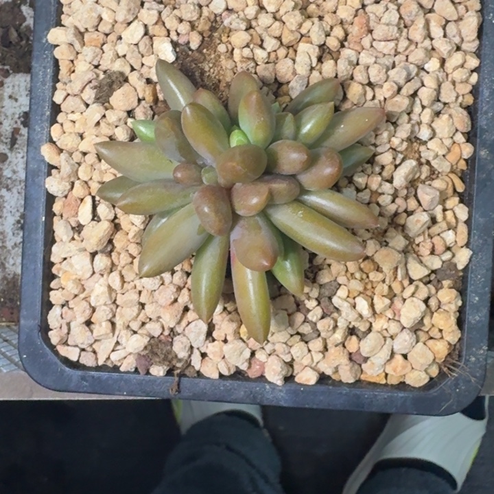 朵唯菲 血斑 群生  一物一拍