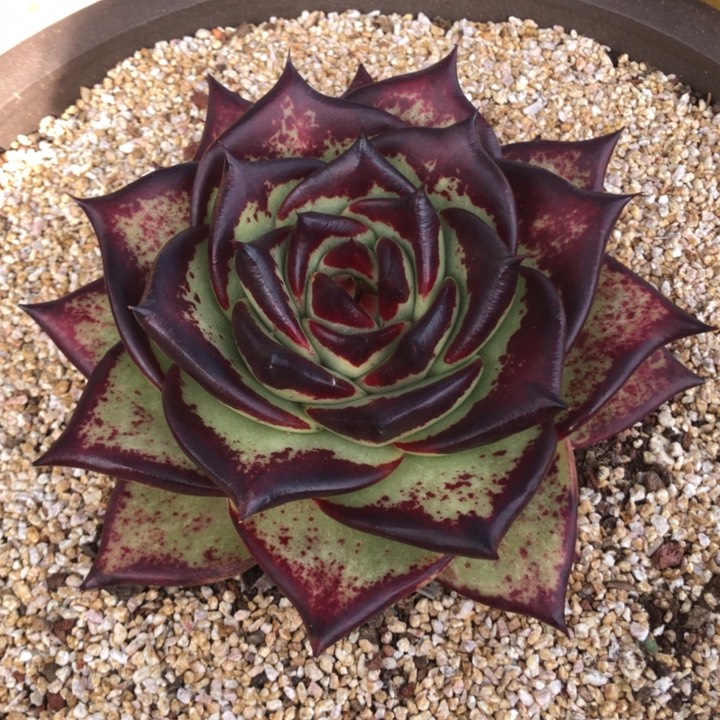 圆宽叶000000000000027