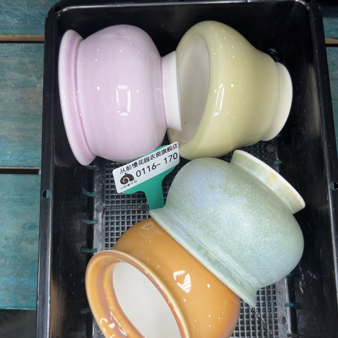 多肉精选编号0116.170