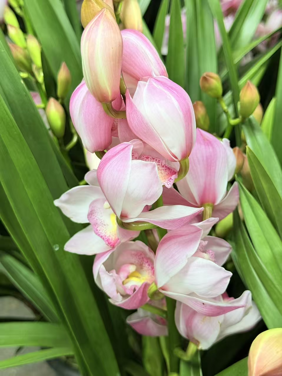 宇辰【烛光 直兰】大花蕙兰 盆栽花年宵花卉生苞发货