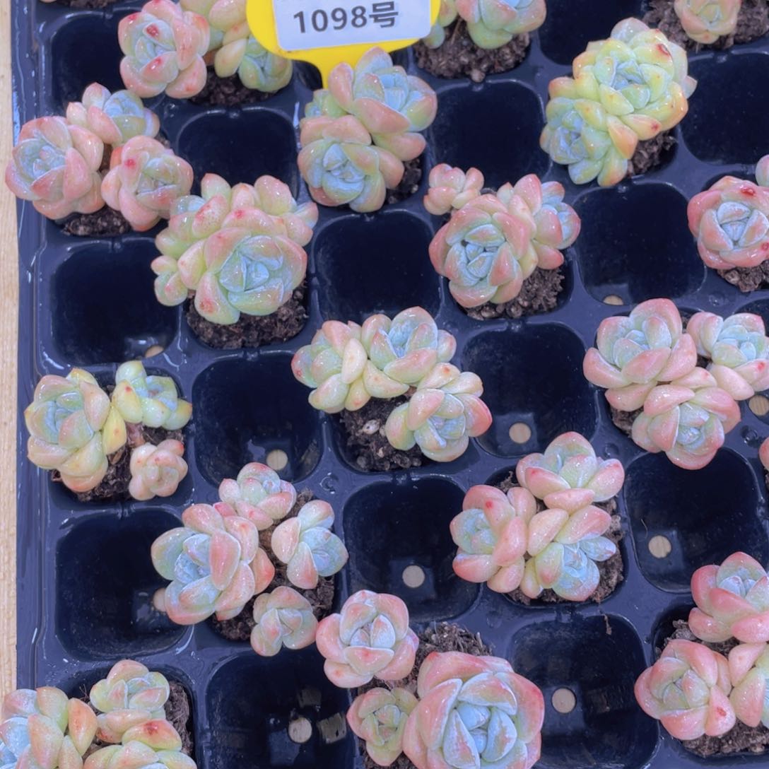 1098号 老桩飘枝冰玉多头群两个