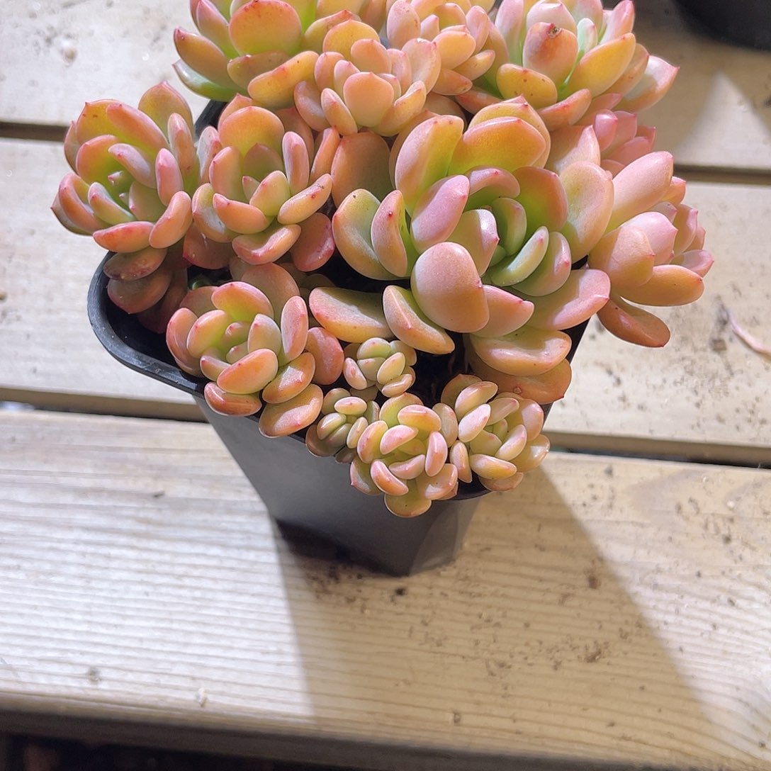 1210  芬达  六月六