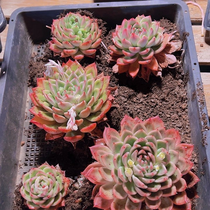 直播福利一物一拍55