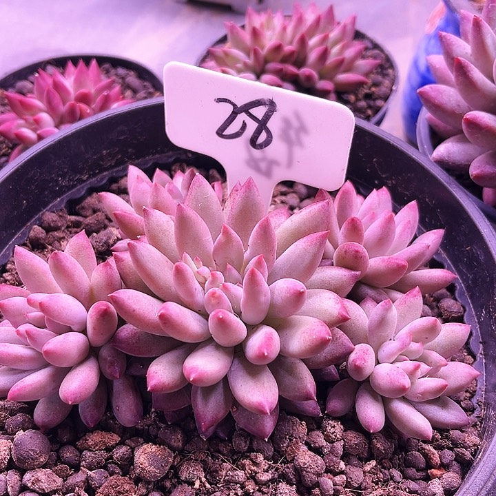 我是第一百亲q q q q