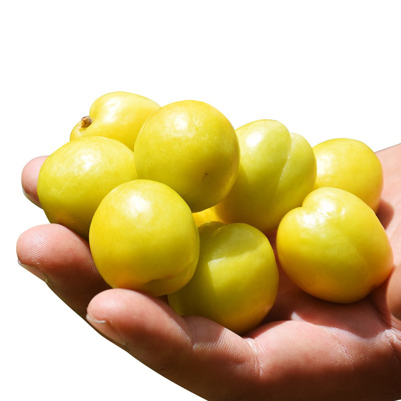 新疆小白杏1kg净重顺丰包邮杏同城配送杏子同城送新疆维吾尔自治区