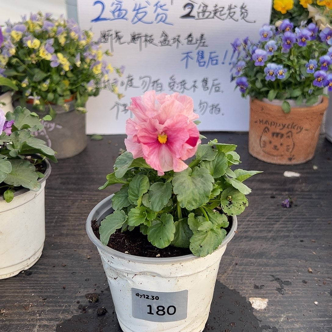 当前无花朵，栽培后可花朵180号