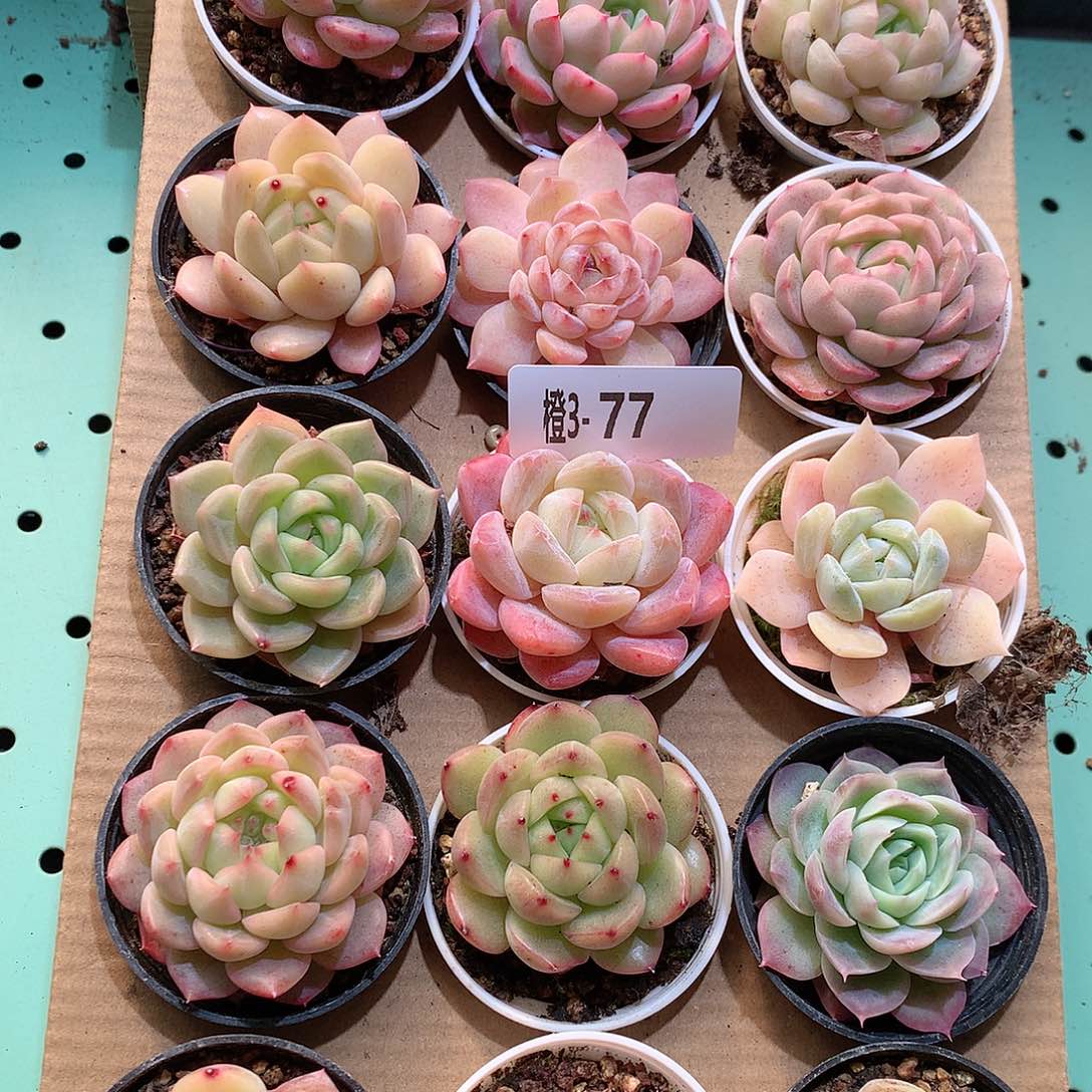 3-77一物一拍带盆18颗