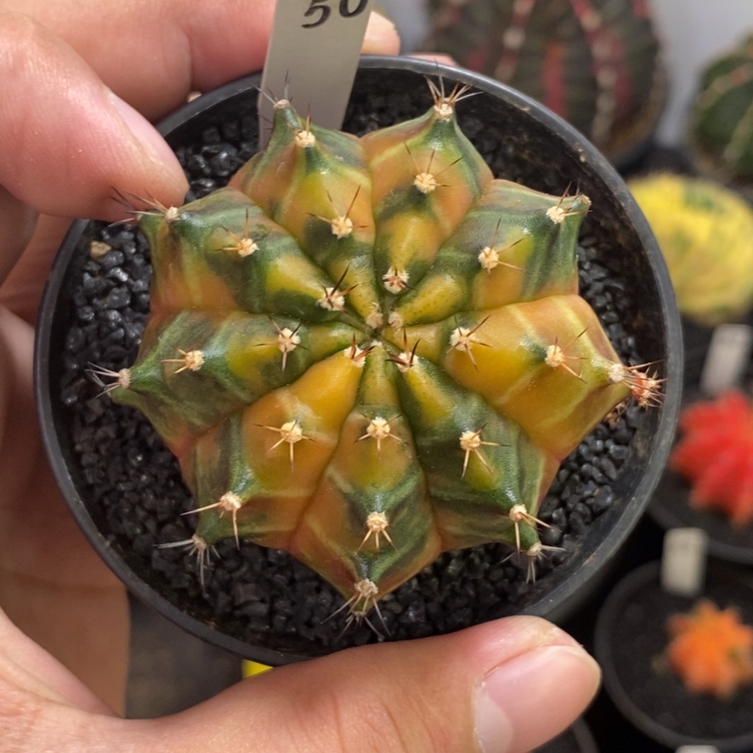 乌贼b —带盆土发货24