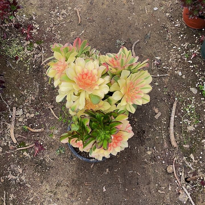 王***姐组合2棵02号法师