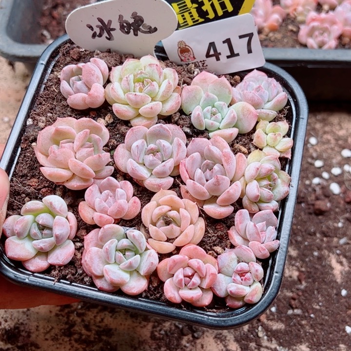 多肉植物多肉植物