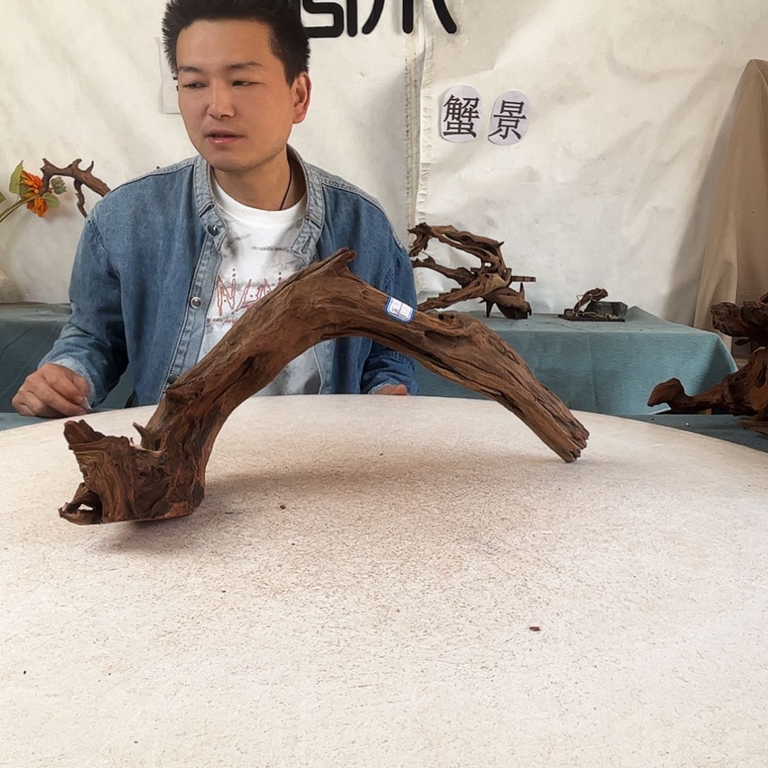 青**沉木造景爬宠造景