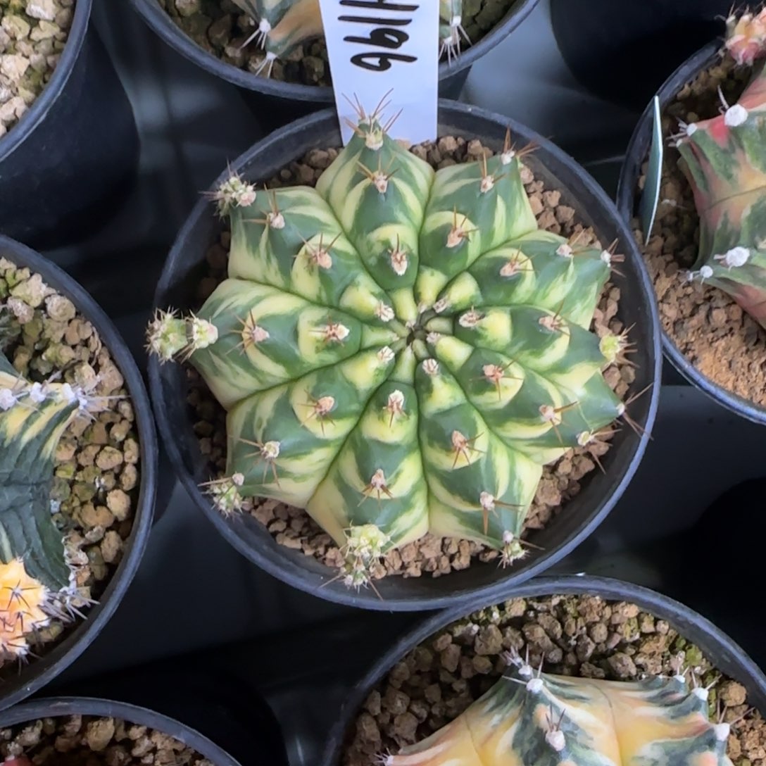 196-0214丝带脱土发多肉