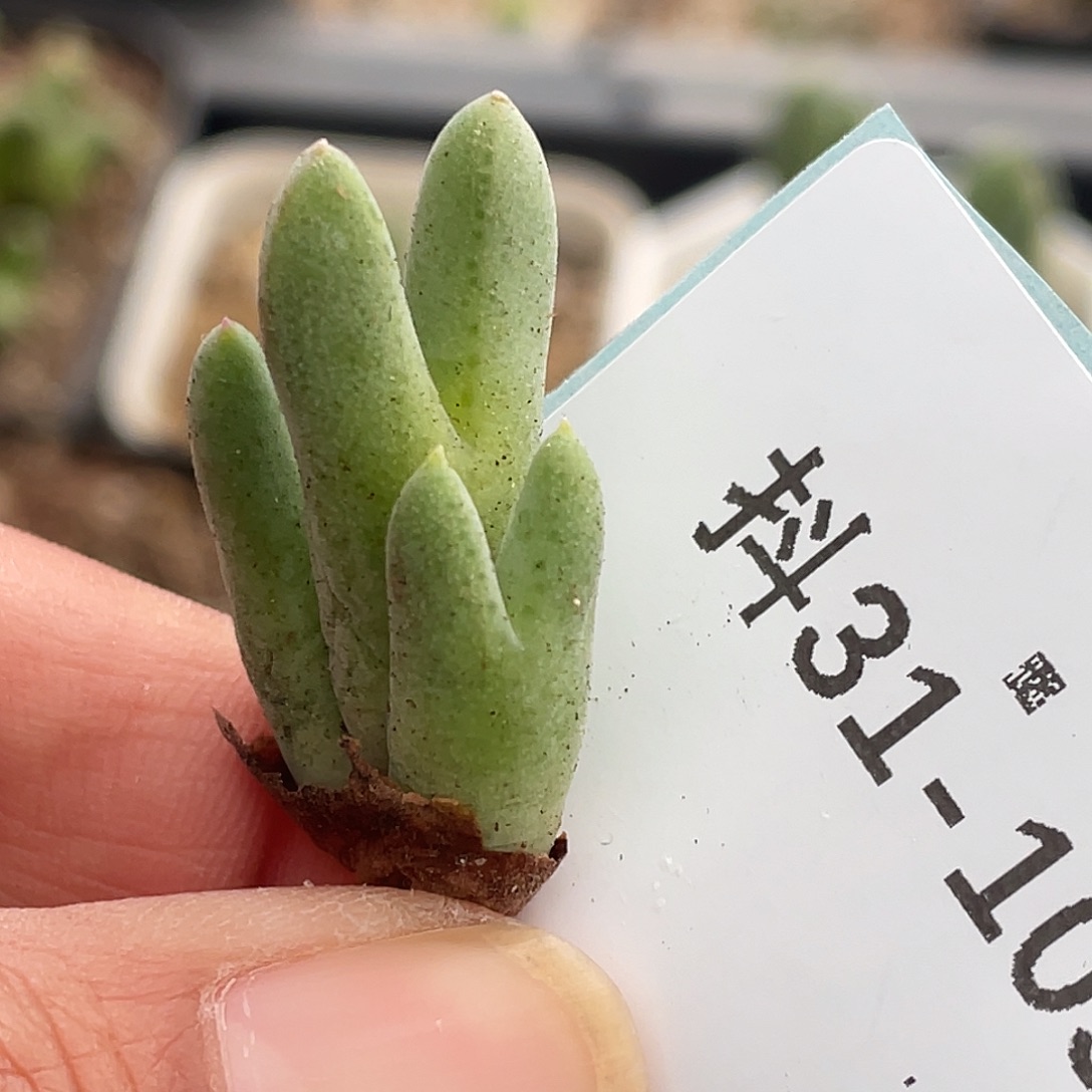 31-109猪蹄多肉植物