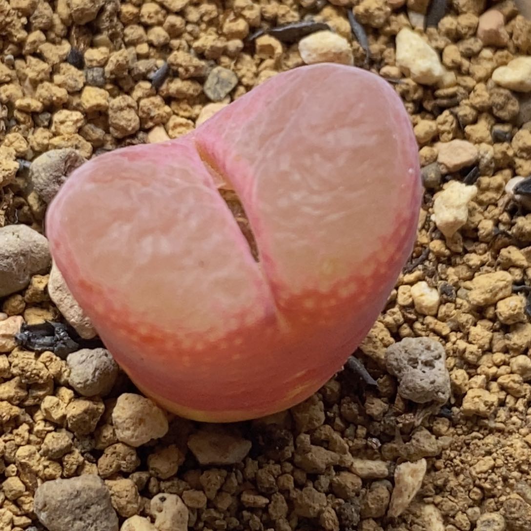 火烈鸟火烈鸟火烈鸟