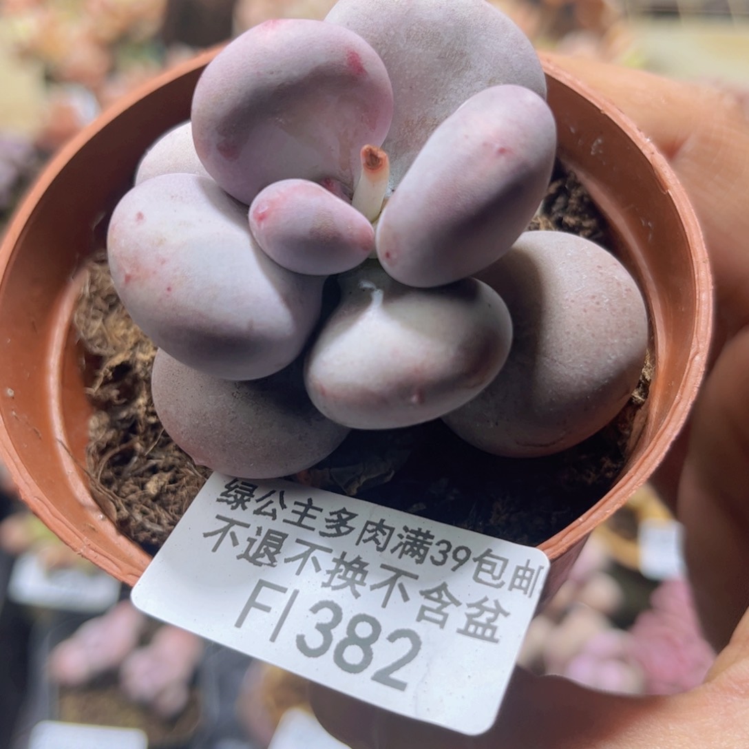 382单头大叶奶酪5cm多肉