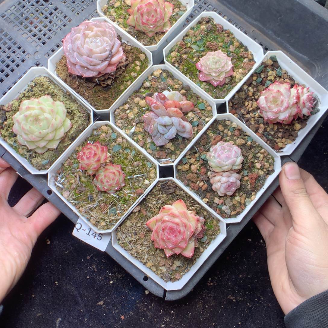 无花朵Q145。yyyyyyyyyyyy