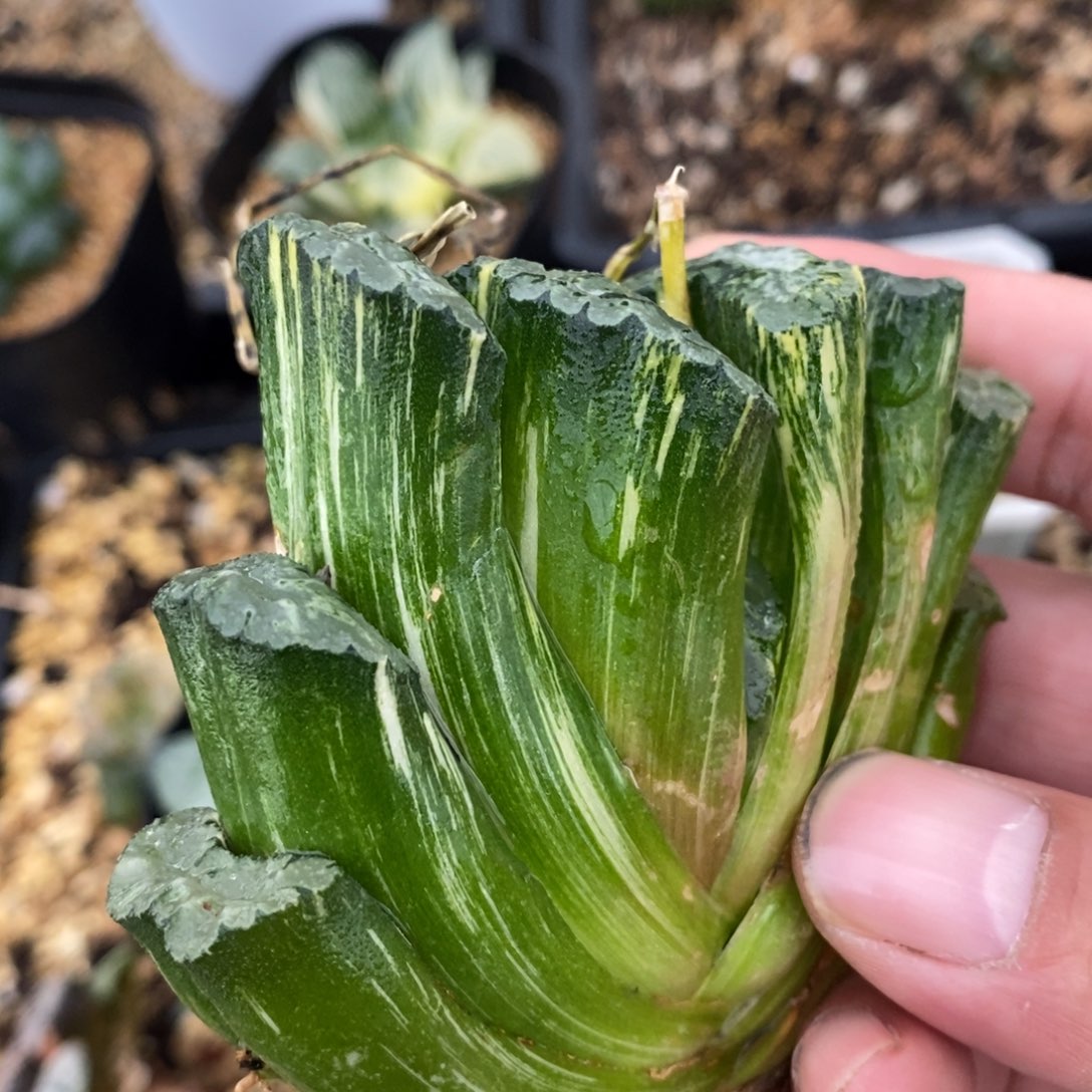 一颗大北斋玉扇锦。 