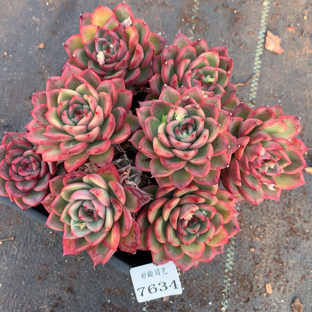 7634杂交多肉老桩