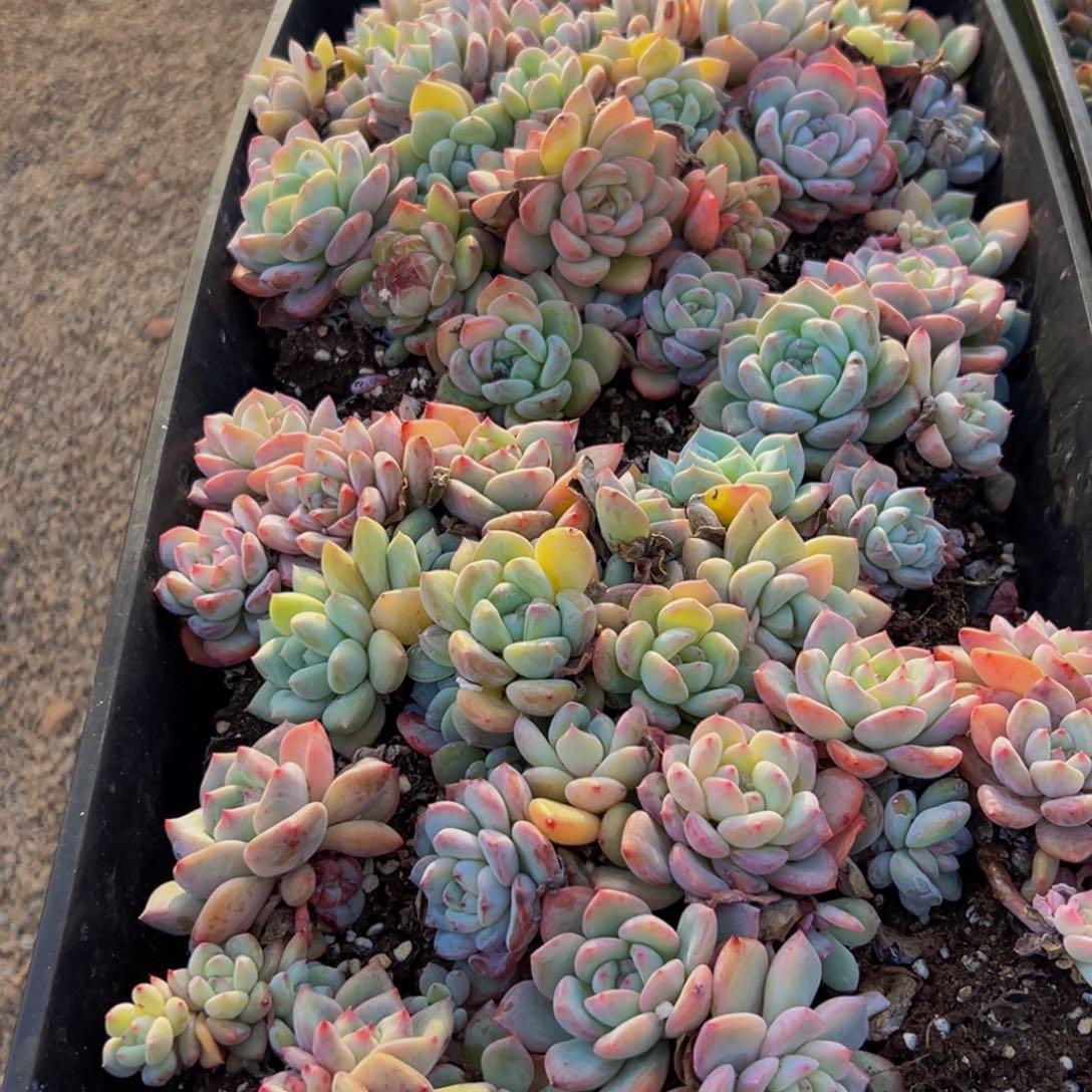 254的热情和热情都是值得的吧我